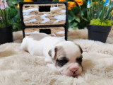 3 chiots Bouledogue Français non LOF nés en avril 2026 à réserver
