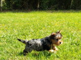Chiot de race Yorkshire Terrier mâle à vendre