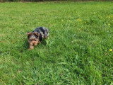 Chiot de race Yorkshire Terrier mâle à vendre