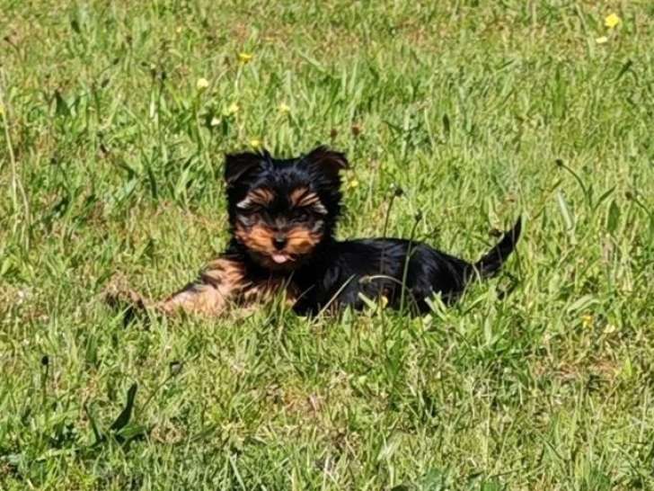 3 chiots mâles Yorkshire Terrier non LOF nés en mars 2026 à vendre