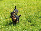 3 chiots mâles Yorkshire Terrier non LOF nés en mars 2026 à vendre