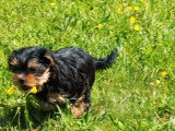 3 chiots mâles Yorkshire Terrier non LOF nés en mars 2026 à vendre