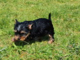 3 chiots mâles Yorkshire Terrier non LOF nés en mars 2026 à vendre