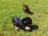 3 chiots mâles Yorkshire Terrier non LOF nés en mars 2026 à vendre