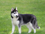 5 chiots femelles Husky de Sibérie LOF nés en janvier 2026 à vendre