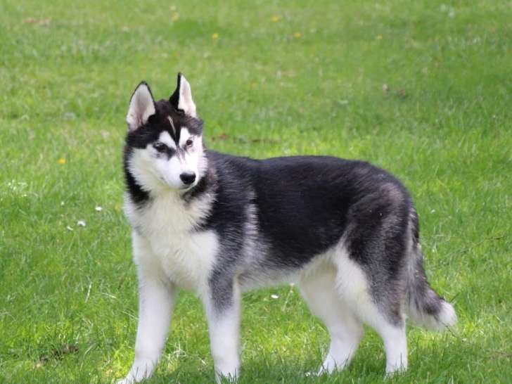 5 chiots femelles Husky de Sibérie LOF nés en janvier 2026 à vendre