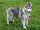 5 chiots femelles Husky de Sibérie LOF nés en janvier 2026 à vendre