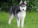 5 chiots femelles Husky de Sibérie LOF nés en janvier 2026 à vendre