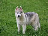 5 chiots femelles Husky de Sibérie LOF nés en janvier 2026 à vendre