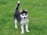 5 chiots femelles Husky de Sibérie LOF nés en janvier 2026 à vendre
