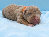 3 chiots femelles American Bully Standard à réserver non LOF