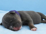 3 chiots femelles American Bully Standard à réserver non LOF
