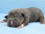 3 chiots femelles American Bully Standard à réserver non LOF