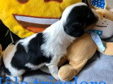3 chiots Cavalier King Charles tricolores non LOF à réserver