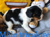 3 chiots Cavalier King Charles tricolores non LOF à réserver