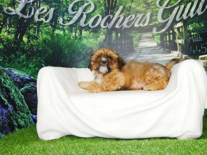 Portée de 4 chiots Cava Tzu fauves non LOF à vendre