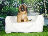 Portée de 4 chiots Cava Tzu fauves non LOF à vendre