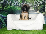 Portée de 4 chiots Cava Tzu fauves non LOF à vendre