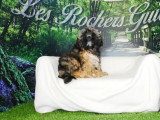 Portée de 4 chiots Cava Tzu fauves non LOF à vendre
