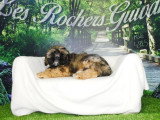 Portée de 4 chiots Cava Tzu fauves non LOF à vendre
