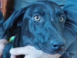 Disponible à l'adoption : chienne noire d'un an