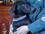 Disponible à l'adoption : chienne noire d'un an