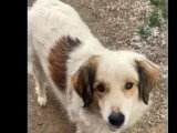 En quête d'un foyer : chienne au pelage chocolat et blanc de 3 ans