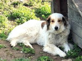En quête d'un foyer : chienne au pelage chocolat et blanc de 3 ans
