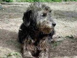 En attente d'un foyer : chienne grise de 4 ans