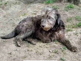 En attente d'un foyer : chienne grise de 4 ans