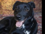 Disponible à l'adoption : chienne noire d'un an