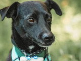 Disponible à l'adoption : chienne noire d'un an