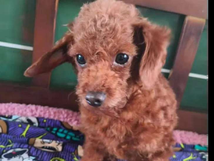 À accueillir : chienne marron de 4 ans