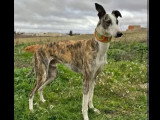 À adopter : chien Galgo bringé de 7 ans