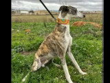 À adopter : chien Galgo bringé de 7 ans
