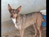 En attente d'adoption : chien Podenco tricolore de 3 ans