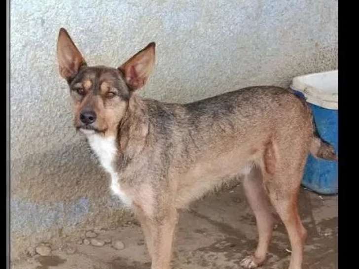 En attente d'adoption : chien Podenco tricolore de 3 ans