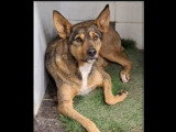 En attente d'adoption : chien Podenco tricolore de 3 ans