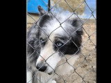 À la recherche d'une famille : chien Border Collie tricolore de 10 ans