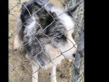 À la recherche d'une famille : chien Border Collie tricolore de 10 ans
