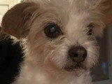 Disponible à l'adoption : chienne marron et blanc de 15 ans