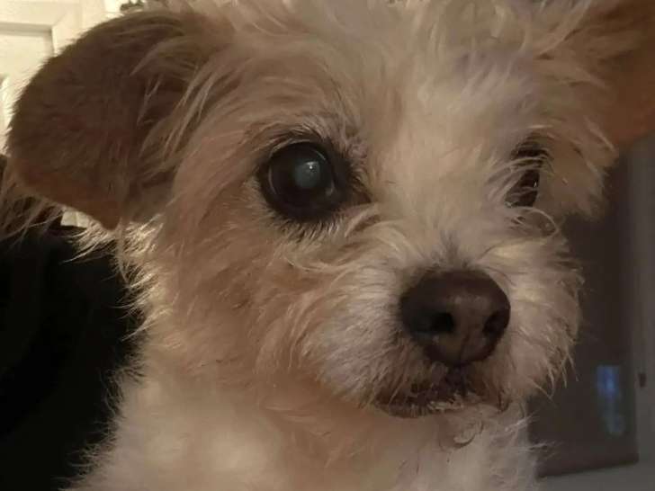 Disponible à l'adoption : chienne marron et blanc de 15 ans