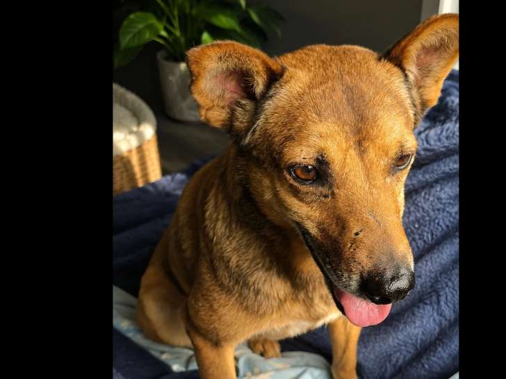 En attente d'un foyer : chien au pelage fauve de 3 ans