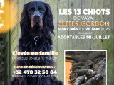 13 magnifiques chiots Setter Gordon à vendre