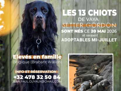 13 magnifiques chiots Setter Gordon à vendre