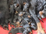 13 magnifiques chiots Setter Gordon à vendre
