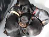 En grande forme à 2 semaines ! Disponibles 4 mâles et 5 femelles