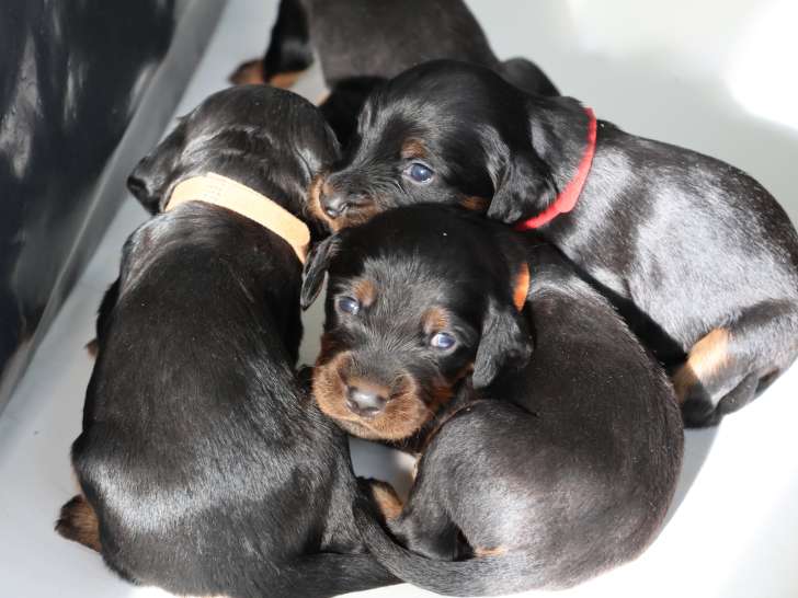 13 magnifiques chiots Setter Gordon à vendre