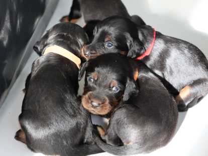 En grande forme à 2 semaines ! Disponibles 4 mâles et 5 femelles