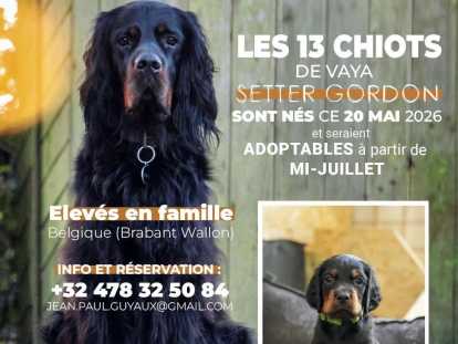 13 magnifiques chiots Setter Gordon à vendre